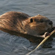 Beaver Population in Slovenia Recovering