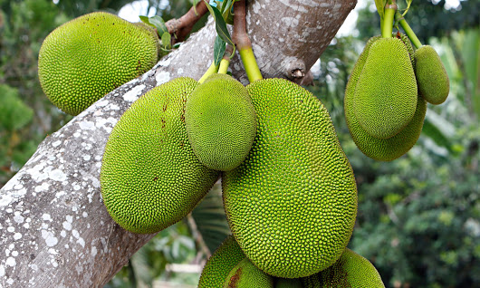 Green jackfruit: is ‘pulled pork for vegetarians’ the next big food craze?