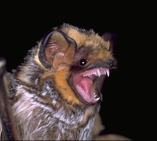 s3.amazonaws.com/libapps/accounts/53370/images/Hawaiian_bat.jpg